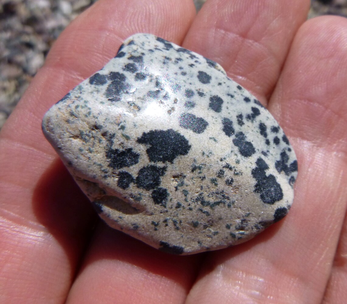 Dalmatian Jasper Tumble Polished Display Specimen 35X30X12 Etsy