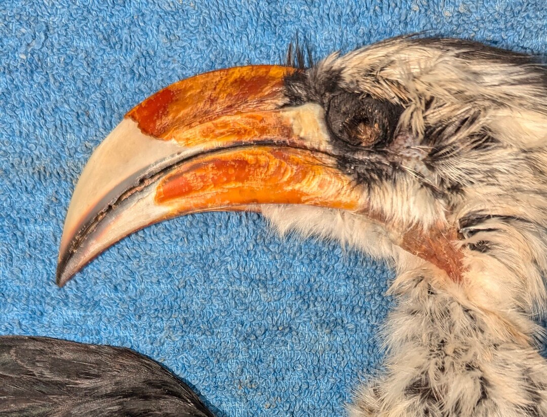 Von Der Deckens Hornbill Skin #1 Skin for Taxidermy - Etsy