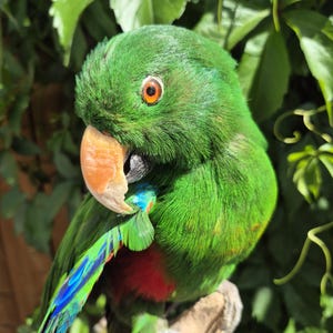 eclectus parrot mounted bird