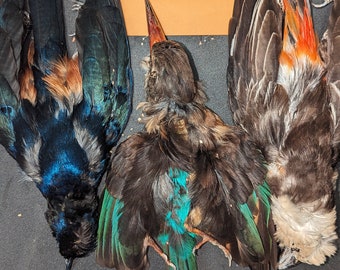 1 Buffalou weaver, 1 Starling, 1 Kingfisher skins