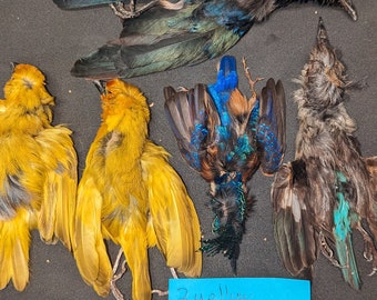 2-Yellow weavers,2 kingfishers,1 Starling skin