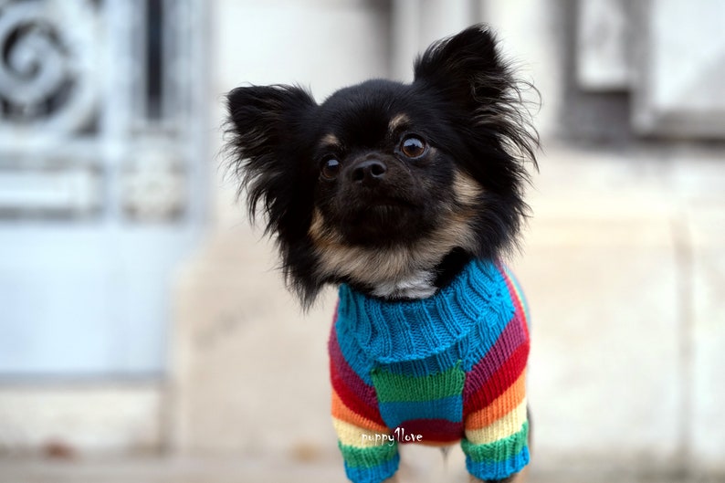 Chihuahua Clothes Gay Pride Dog Clothes LGBT Love is Etsy