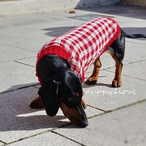 May include: A black and brown dachshund wearing a red and white checked sweater. The dog is looking down at the ground.