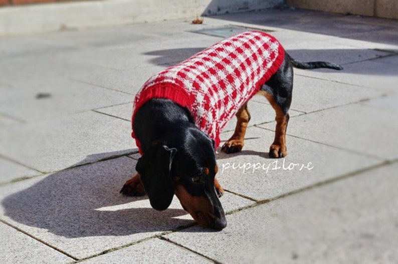 May include: A black and brown dachshund wearing a red and white checked sweater. The dog is looking down at the ground.