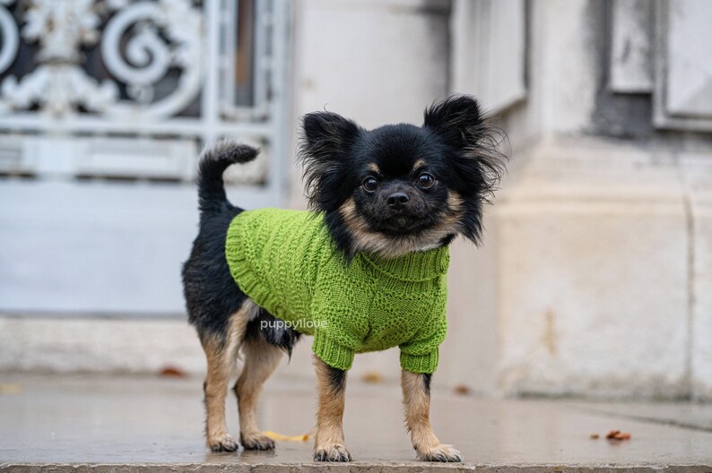 May include: A small black and brown chihuahua wearing a green knitted sweater. The dog is standing on a concrete surface.