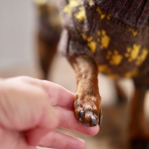 May include: A brown dog paw with dark nails is held by a person's hand. The dog wears a brown sweater with yellow paw prints. The sweater is knitted and has a ribbed collar.