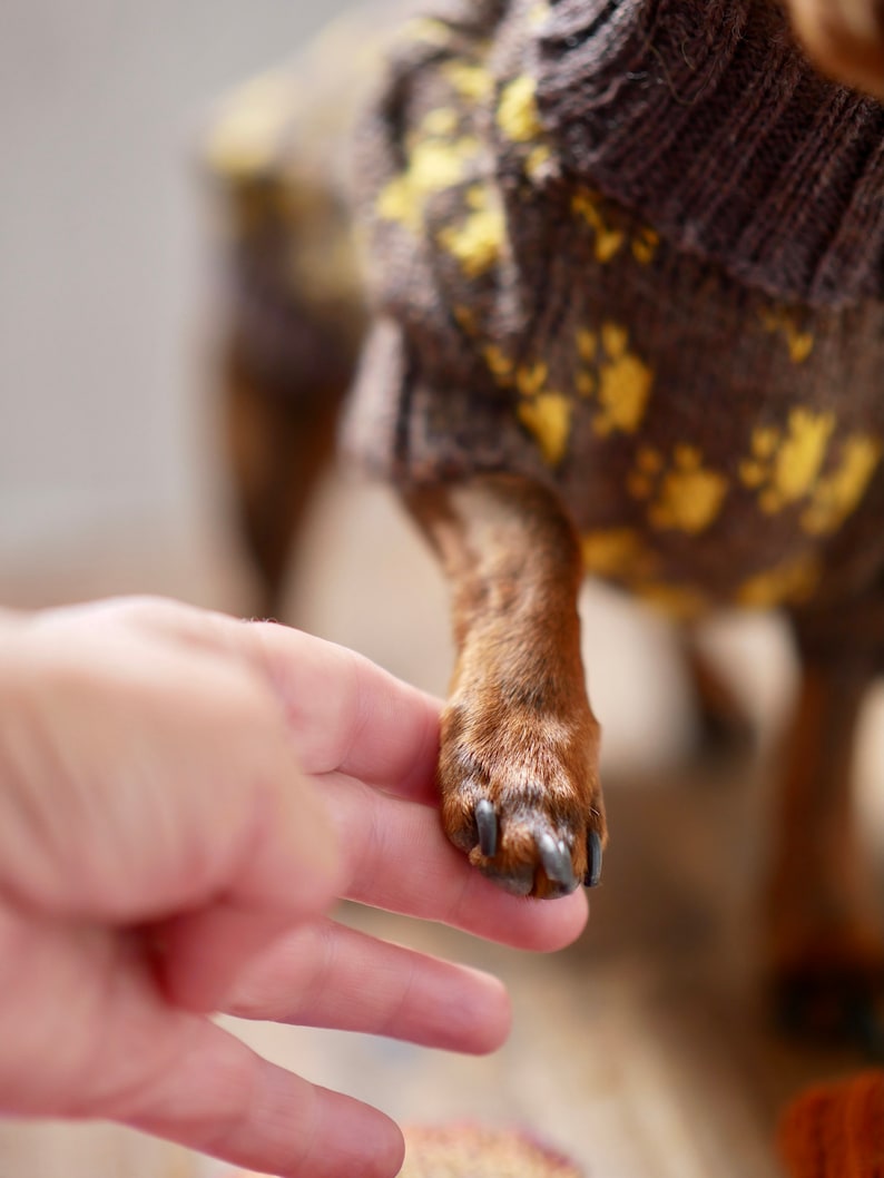 May include: A brown dog paw with dark nails is held by a person's hand. The dog wears a brown sweater with yellow paw prints. The sweater is knitted and has a ribbed collar.