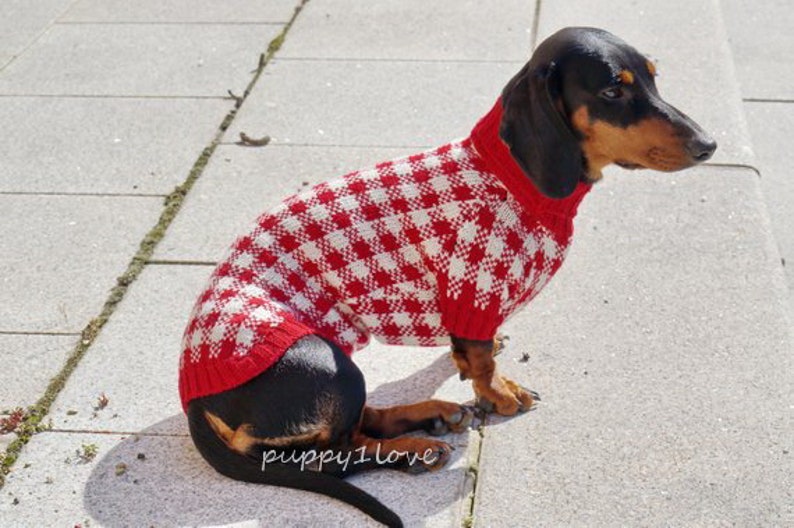 May include: A black and tan dachshund wearing a red and white checked sweater. The dog is sitting on a grey concrete surface.