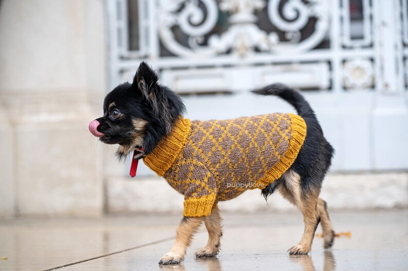 gucci chihuahua clothes