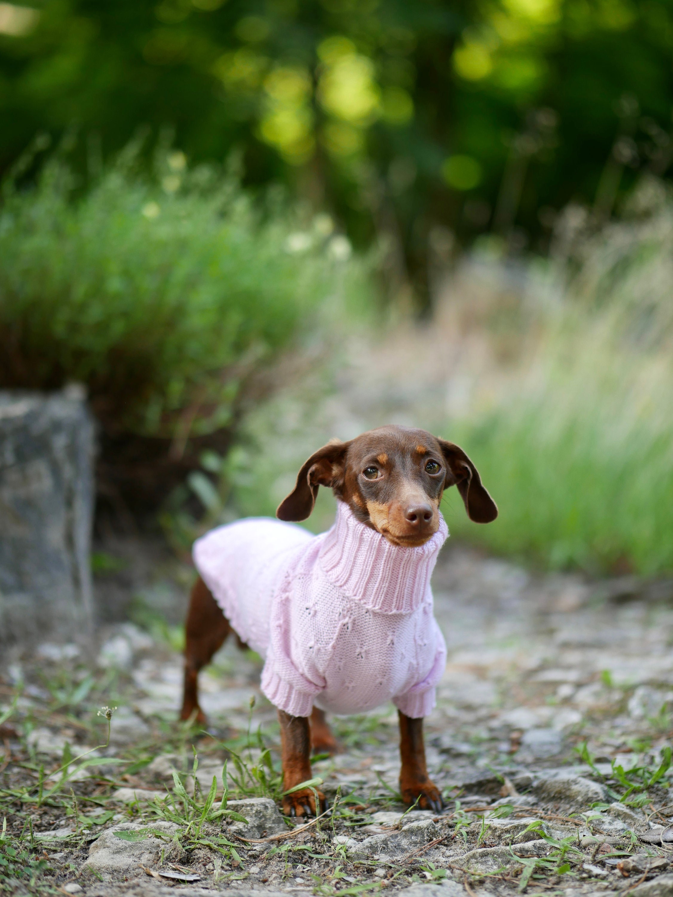Dachshund clothes Pink - Cotton - All breed - Dog clothes - Dog sweater - Wiener dog - Sausage dog - Dog winter clothes - Custom Dog Clothes