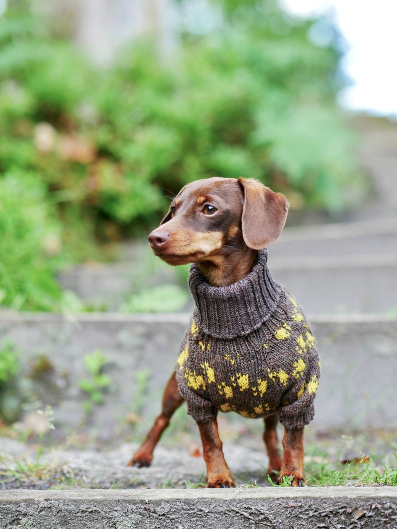 May include: A brown dachshund dog wearing a gray and yellow patterned sweater. The dog is standing on concrete steps with green foliage in the background. The sweater has a high, ribbed collar.