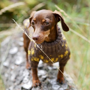 May include: A brown dachshund wearing a brown sweater with yellow polka dots stands on a log in a natural setting. The dog is looking to the side with a piece of grass in its mouth.