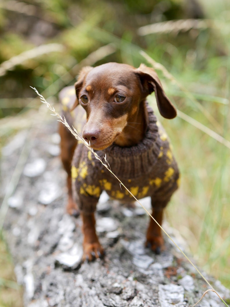 May include: A brown dachshund wearing a brown sweater with yellow polka dots stands on a log in a natural setting. The dog is looking to the side with a piece of grass in its mouth.