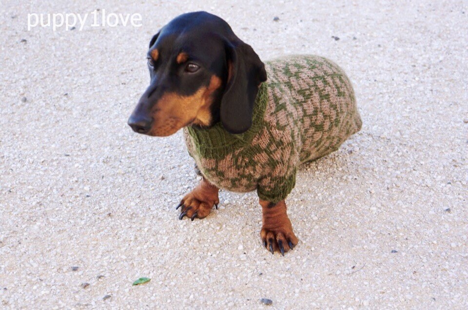army dog sweater