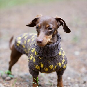 May include: A brown dachshund dog wearing a gray and yellow patterned sweater. The dog is standing outdoors on a bed of leaves and dirt, with a blurred background of trees.