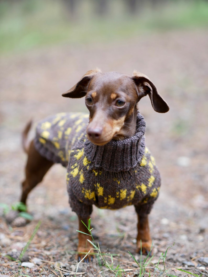 May include: A brown dachshund dog wearing a gray and yellow patterned sweater. The dog is standing outdoors on a bed of leaves and dirt, with a blurred background of trees.