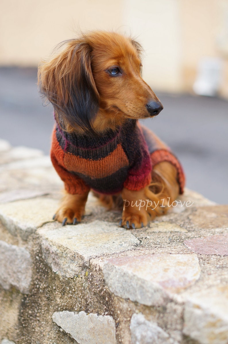 Dachshund Sweater Dog Clothes Dog clothing Dog sweater Dachshund clothes Wiener dog Dog winter clothes Winter dog sweater image 6