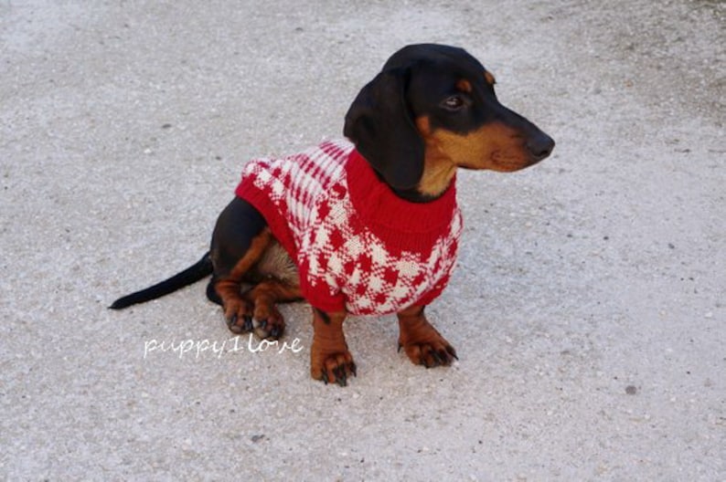 May include: A black and tan dachshund wearing a red and white knitted jumper with a diamond pattern.
