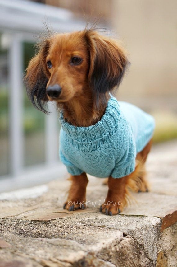 doxie coats and sweaters
