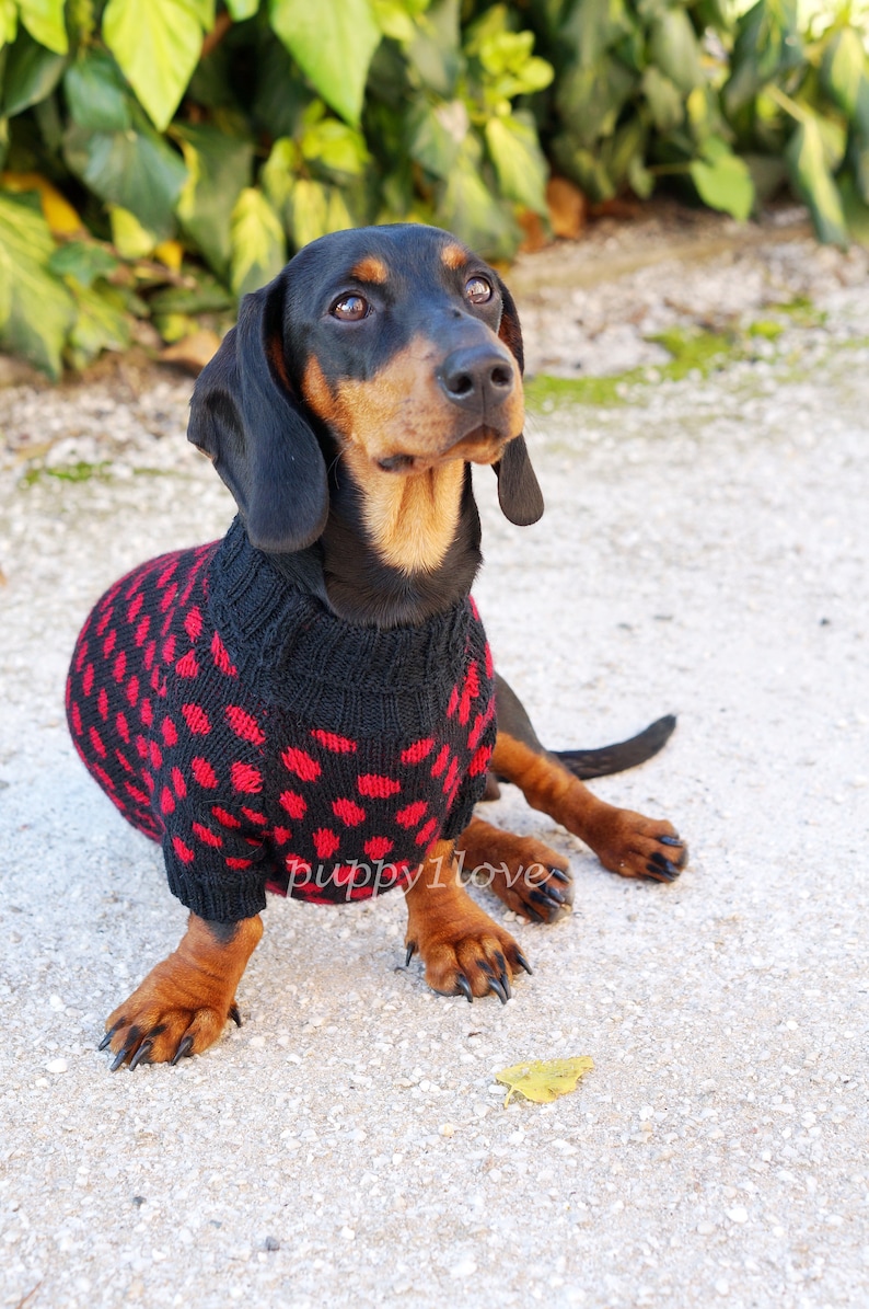 Pet Clothes - Polka Dots - Red Dachshund Sweater - Dog Costume - Soft ...