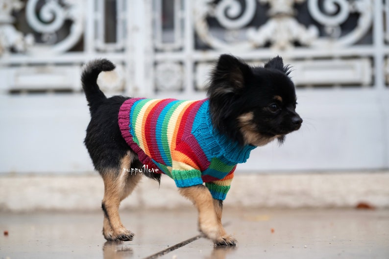Chihuahua Clothes Gay Pride Dog Clothes LGBT Love is Etsy