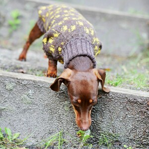 May include: A brown dachshund wearing a gray and yellow patterned sweater, sniffing at some greenery. The dog is outdoors, with a blurred background of concrete steps and foliage. The sweater has a ribbed collar and cuffs.