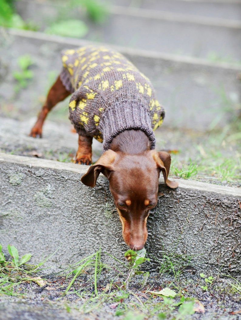 May include: A brown dachshund wearing a gray and yellow patterned sweater, sniffing at some greenery. The dog is outdoors, with a blurred background of concrete steps and foliage. The sweater has a ribbed collar and cuffs.
