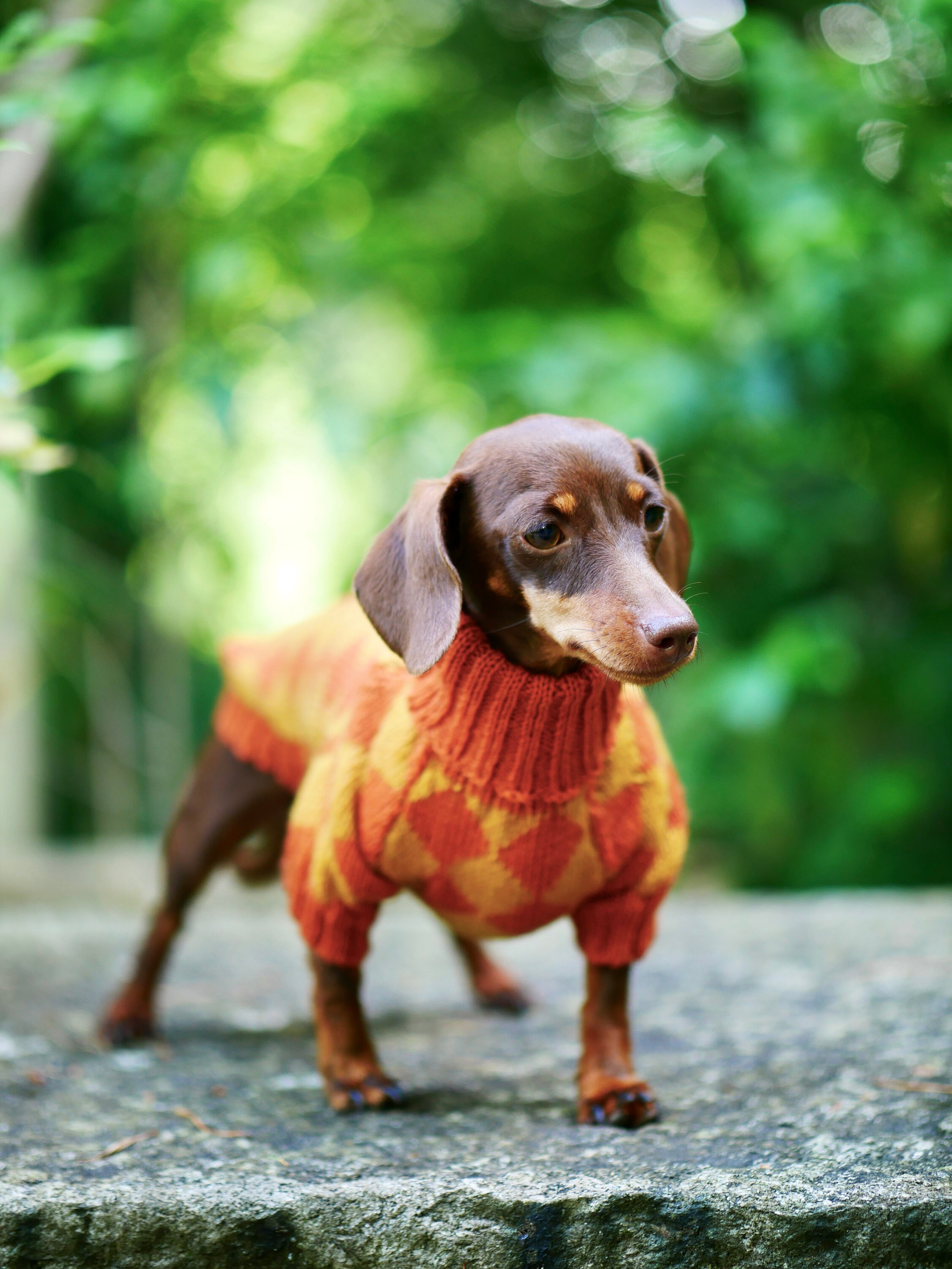 Unique harlequin dog sweater All breeds Wool Dachshund Etsy