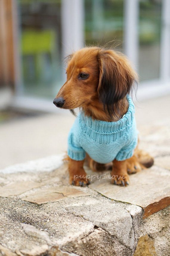 Dachshund Clothes That Fit Perfectly Sausage Dog World atelieryuwa