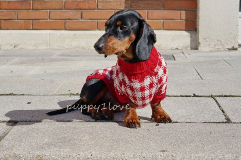 May include: A black and tan dachshund wearing a red and white checked jumper. The dog is sitting on a grey pavement.