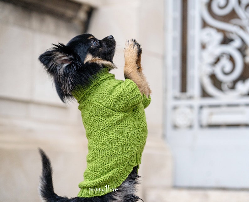 May include: A small black and brown dog wearing a green knitted sweater. The dog is standing on its hind legs with its front paws raised in the air, as if praying.