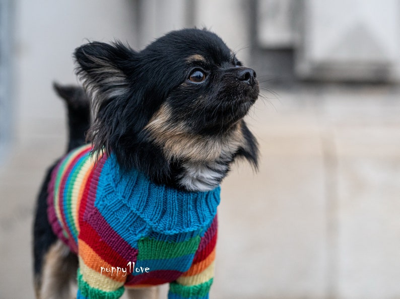 Chihuahua Clothes Gay Pride Dog Clothes LGBT Love is Etsy