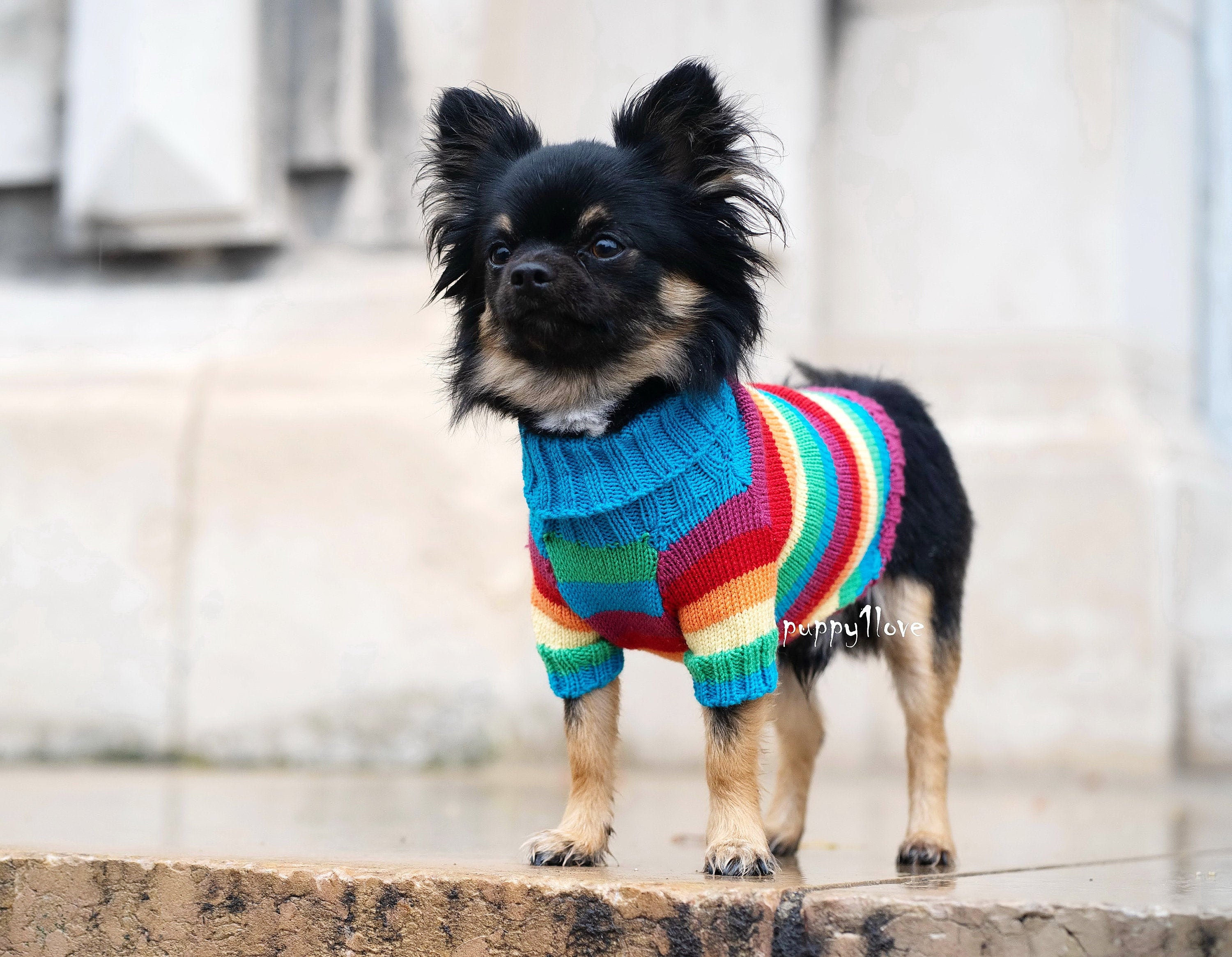 dog pride clothes