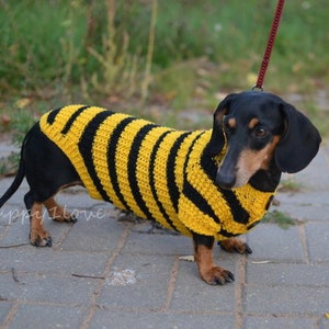 Könnte beinhalten: Ein schwarz-brauner Dackel trägt einen gelb-schwarz gestreiften Pullover. Der Hund steht auf einem grauen Steinweg.