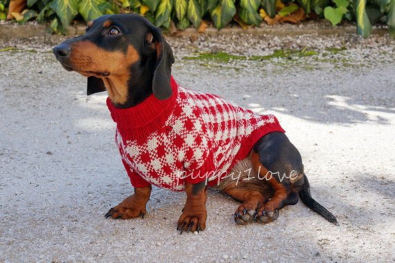 May include: A black and tan dachshund wearing a red and white checked sweater. The dog is sitting on a light grey surface and looking to the left.