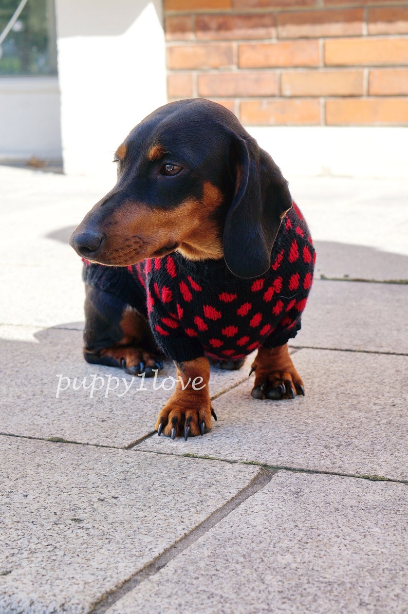 Pet Clothes - Polka Dots - Red Dachshund Sweater - Dog Costume - Soft ...