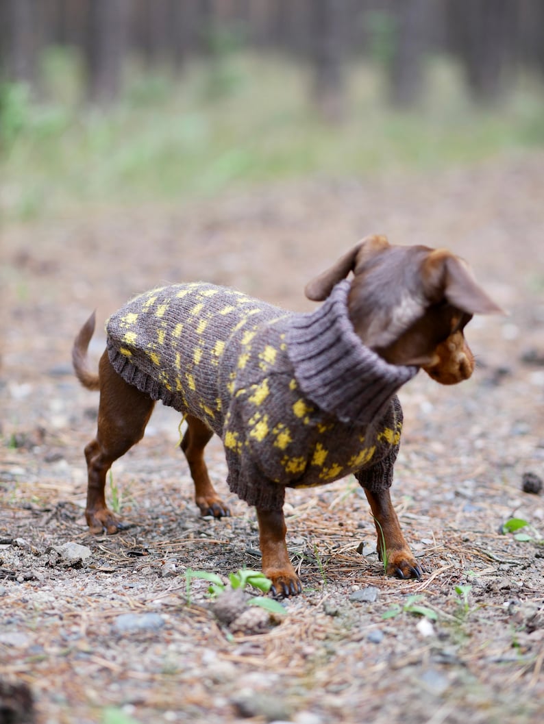 May include: A small brown dog wearing a gray and yellow patterned sweater. The sweater has a high, ribbed collar and covers the dog's body. The dog is standing on a dirt path with a blurred forest background.