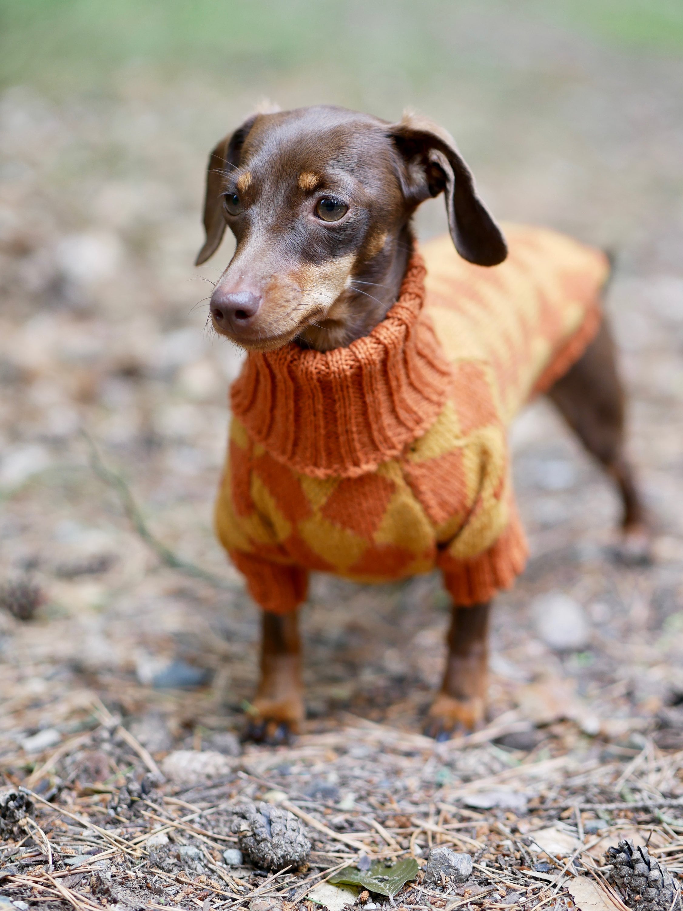 Unique Harlequin Dog Sweater All Breeds Wool Dachshund Etsy UK