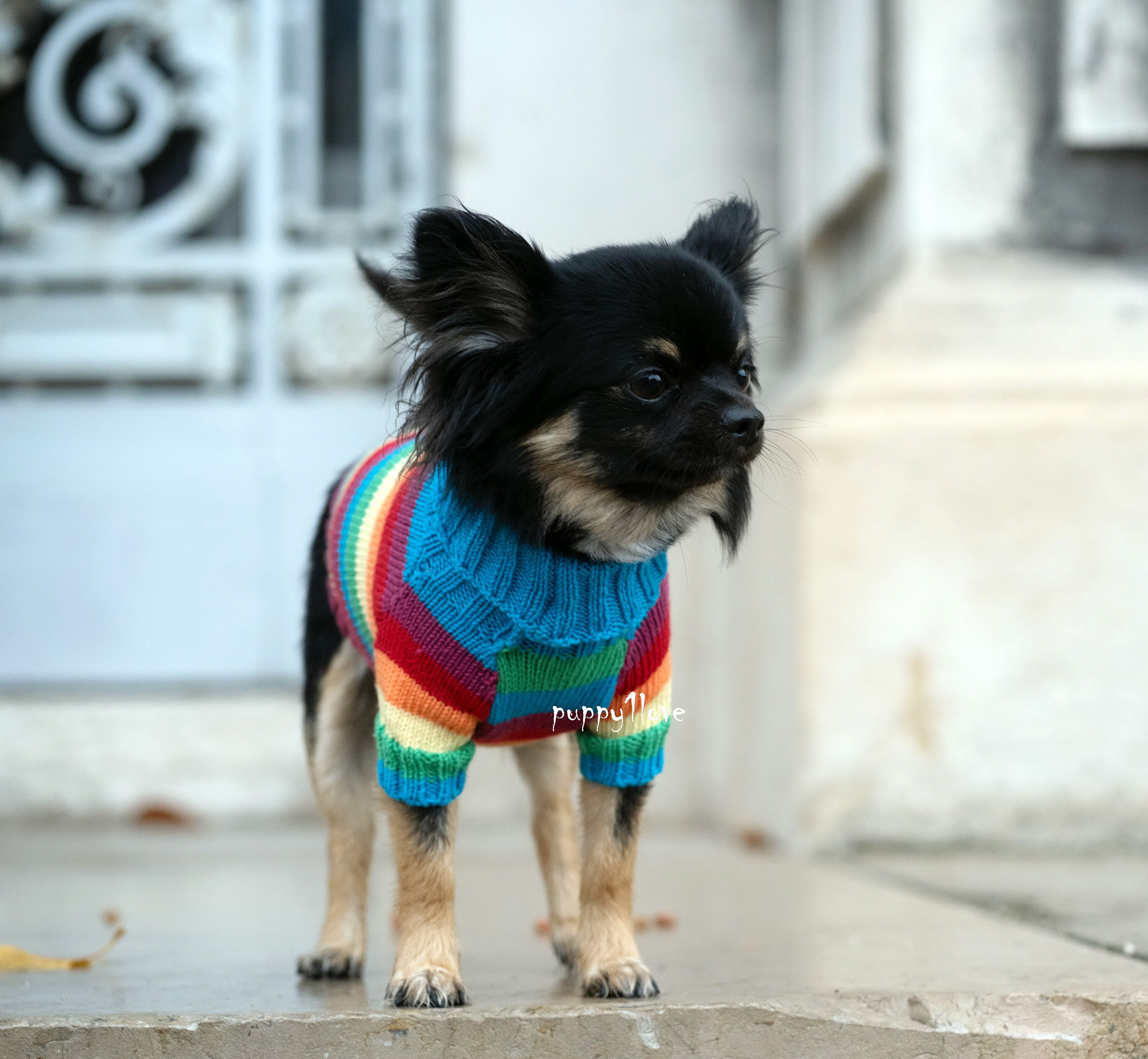 Chihuahua Clothes Gay Pride Dog Clothes LGBT Love is Etsy