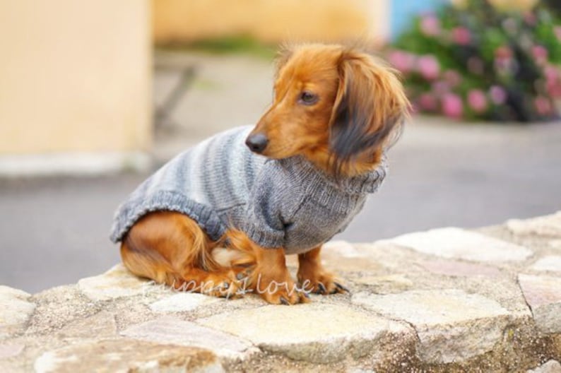 May include: A brown and tan dachshund wearing a gray and white striped sweater. The dog is sitting on a stone wall.