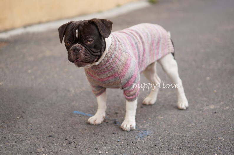 Frenchie clothing Knitted dog jumper Sweater for bulldog Etsy