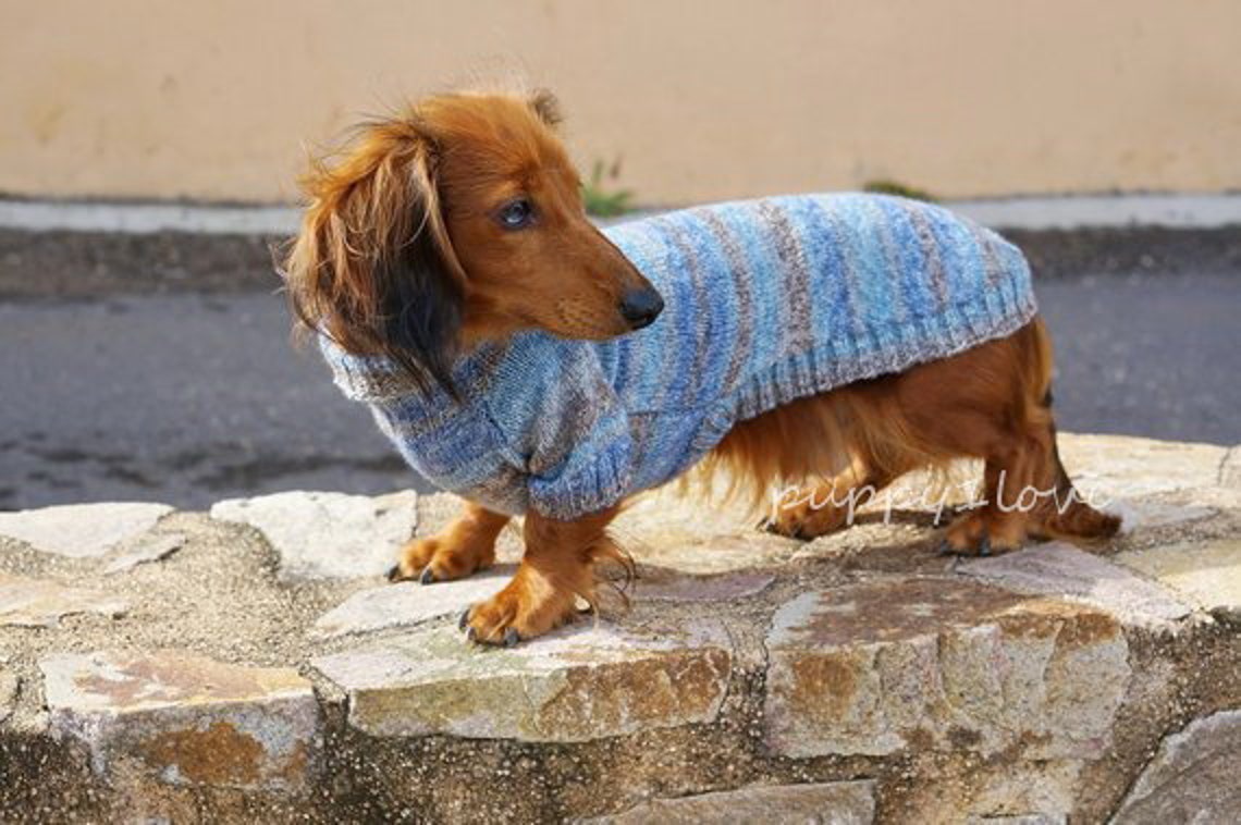 Dachshund Stroll Knit Cardigan main image 0