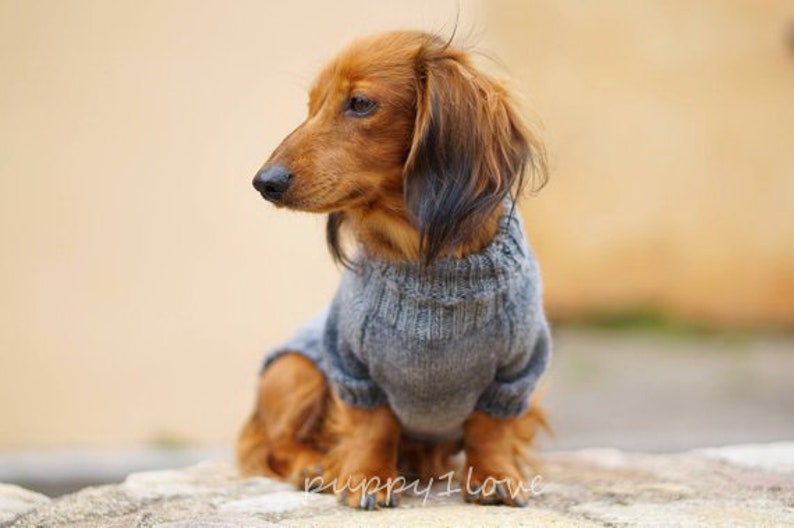 May include: A brown and tan dachshund wearing a gray knitted sweater. The dog is sitting on a rock and looking to the left.