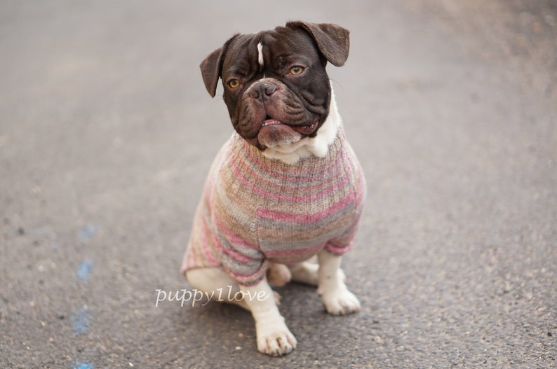 Frenchie clothing Knitted dog jumper Sweater for bulldog Etsy