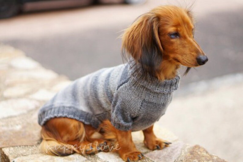 May include: A small brown and tan dachshund wearing a gray and white striped sweater. The dog is sitting on a stone wall.