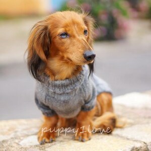 May include: A small, brown and tan dachshund wearing a gray knitted sweater. The dog is sitting on a stone surface and looking to the right.