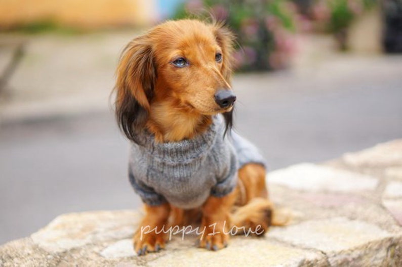 May include: A small, brown and tan dachshund wearing a gray knitted sweater. The dog is sitting on a stone surface and looking to the right.