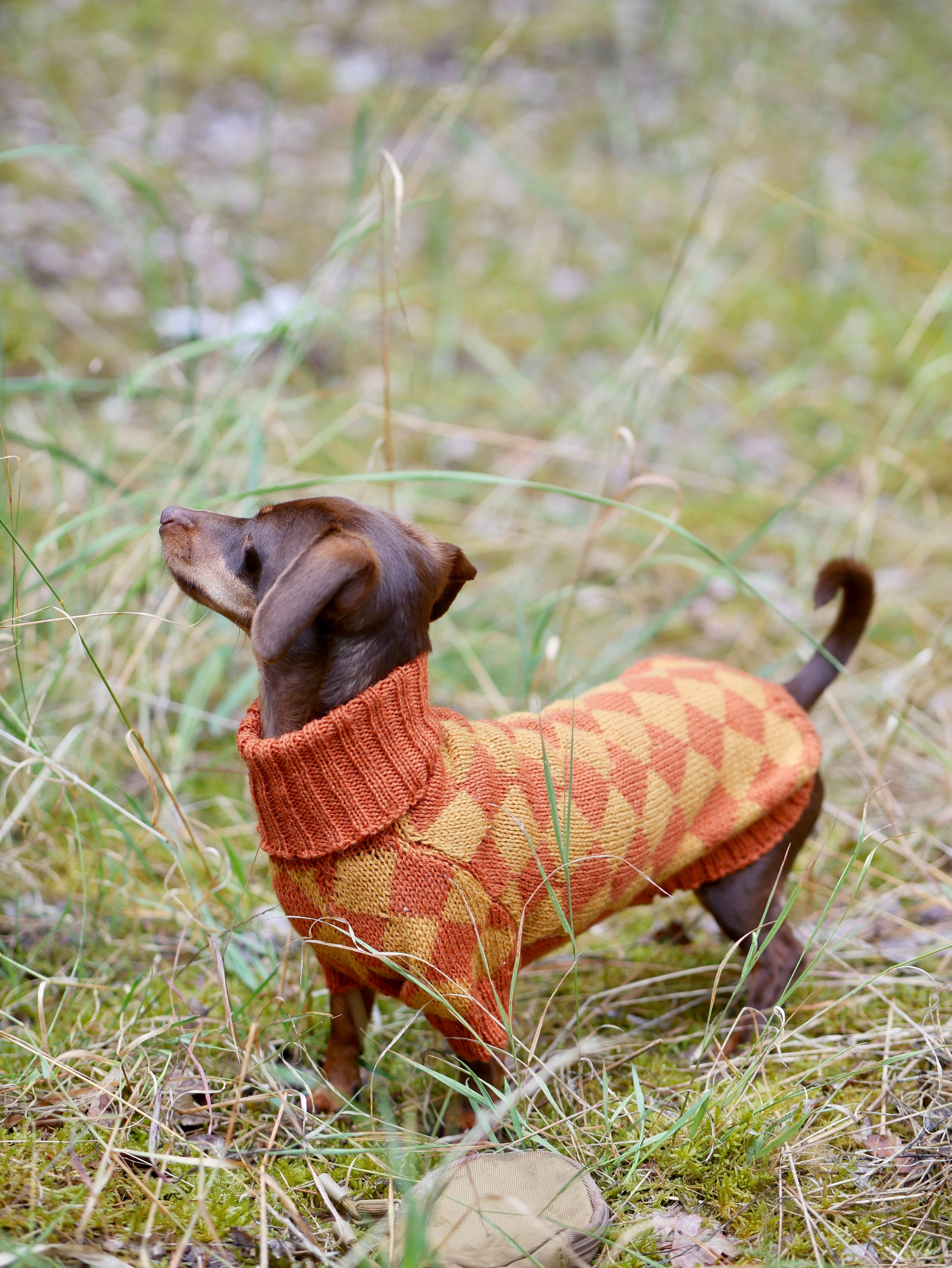 Unique Harlequin Dog Sweater All Breeds Wool Dachshund Etsy UK