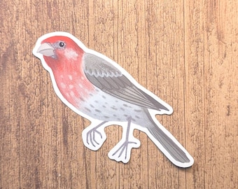 House Finch Vinyl Sticker - Water Resistant Bird Decal