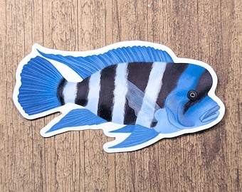 Frontosa - Humphead Cichlid Vinyl Sticker - Water Resistant Fish Decal